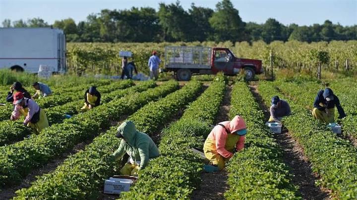 Vacante para trabajadores agrí image 1