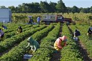 Vacante para trabajadores agrí en Aguadilla