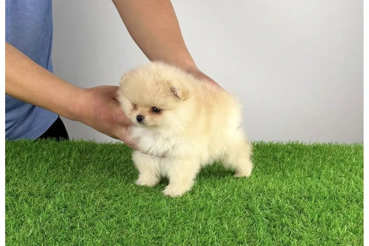 $300 : Pomeranian image 2