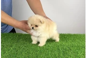 $300 : Pomeranian thumbnail