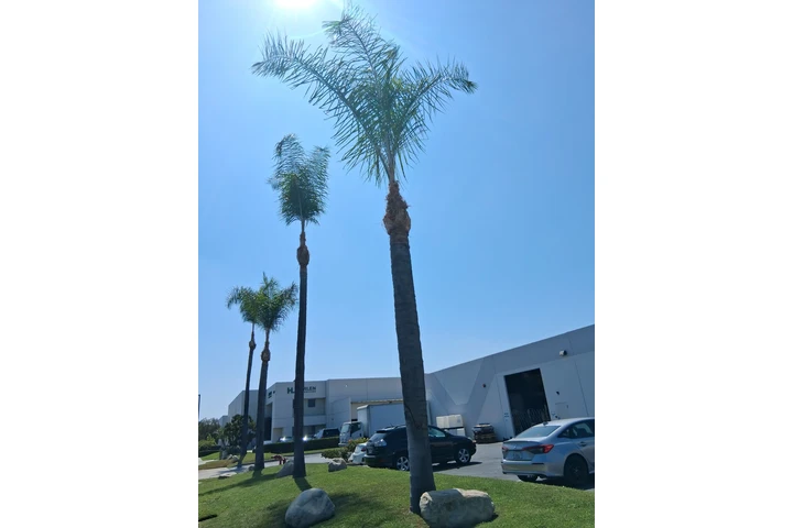 Memo's Tree Service image 4