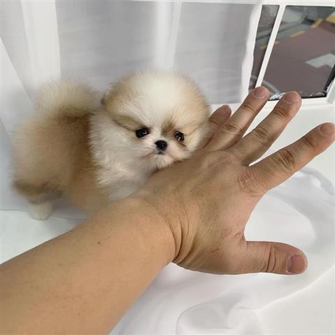 $350 : Cachorros Pomerania en venta image 7