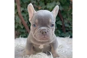 $300 : French bulldog and Pomeranian thumbnail