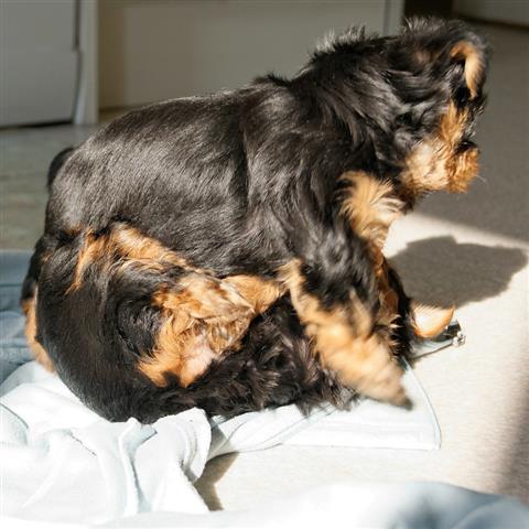 $450 : Purebred Yorkie Available image 1