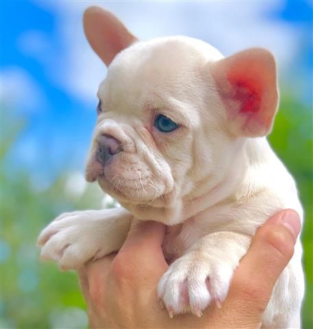 $600 : Bulldog Francés registrados sa image 3