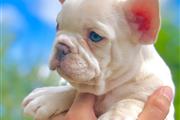 $600 : Bulldog Francés registrados sa thumbnail