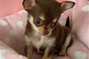 $250 : Chihuahua thumbnail