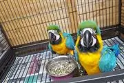 VENDO GUACAMAYO ARA ARARAUNA en Bronx