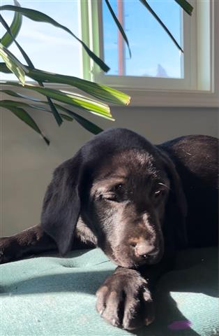 $800 : English Labrador puppies💝💖 image 10