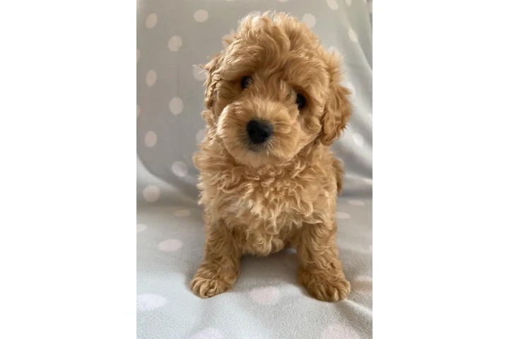 $500 : 6 Maltipoo friendly puppies image 3