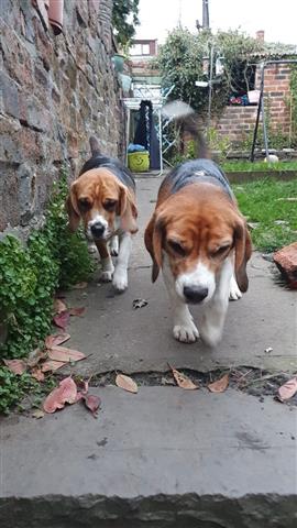 $500 : cachorros Beagles image 1
