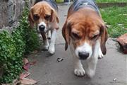cachorros Beagles en New Hampshire