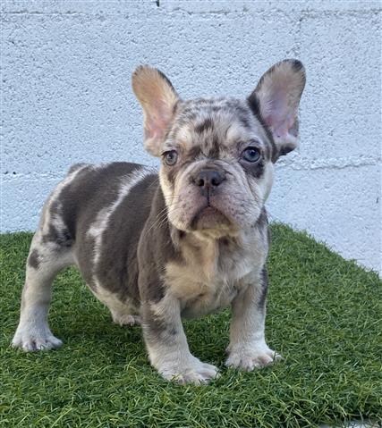 $1500 : French bulldog hembra  Merle f image 3