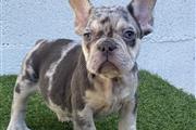 $1500 : French bulldog hembra  Merle f thumbnail