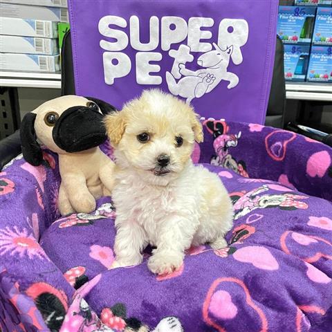 $350 : Cachorrita Fench Poodle “Super image 3