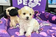 $350 : Cachorrita Fench Poodle “Super thumbnail