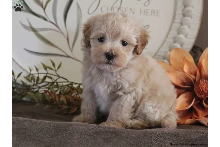 $300 : Puppies for adoption near me image 3