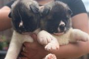 long haired american Akita's en Wyoming