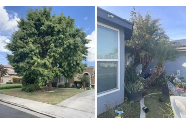 Central Valley Tree Service image 2