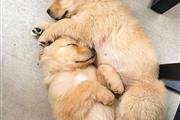 Cachorros Golden Retriever en Seattle