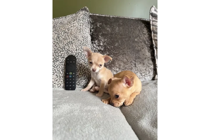 $350 : Chihuahua miniatura image 2