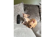 $350 : Chihuahua miniatura thumbnail