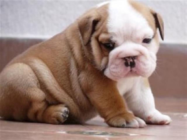$390 : English Bulldogs for Rehoming image 1