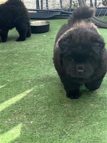 $500 : Cachorros Chow Chow disponible image 1