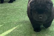 Cachorros Chow Chow disponible en Buffalo