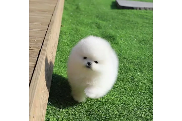 $350 : cachorros de Pomerania image 3