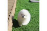 $350 : cachorros de Pomerania thumbnail