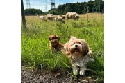 Venta de poodle's cacho en New York