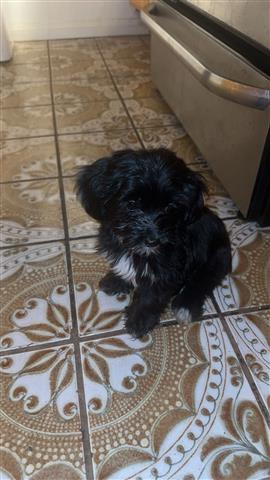 $350 : Shipoo puppies image 3