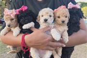 Perritos maltipoo en Los Angeles