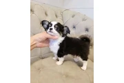 $350 : Cachorros de chihuahua thumbnail