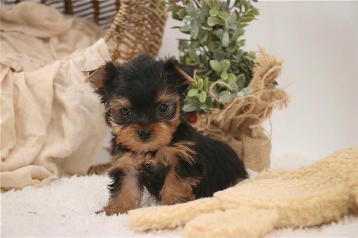 $600 : Annie - Cachorro Teacup Yorkie image 2