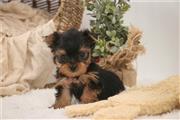 $600 : Annie - Cachorro Teacup Yorkie thumbnail