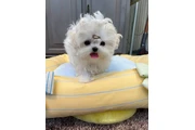 MALTIPOO EN VENTA en Washington DC