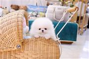 💯Adoption Pomeranian puppies en Los Angeles