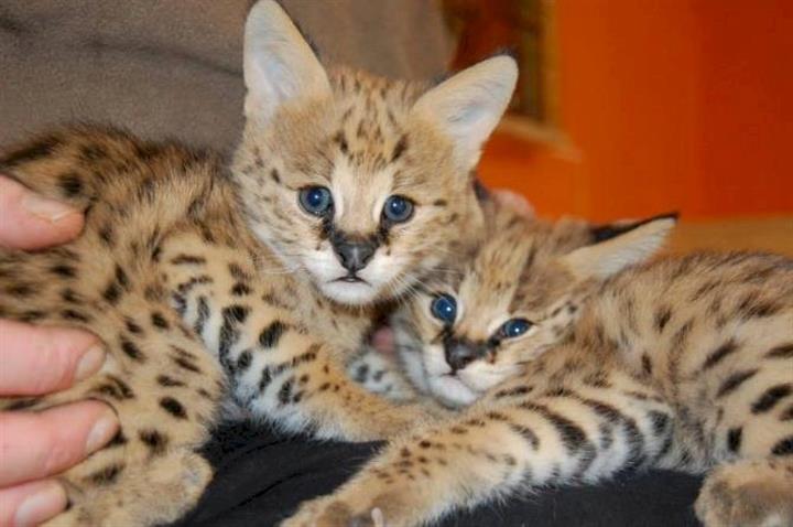 $1000 : Savannah kittens available image 1