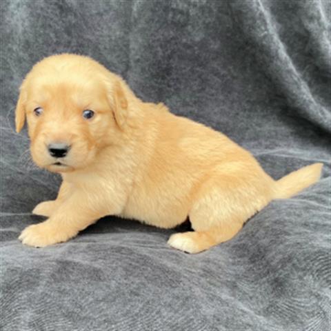 $300 : Purebred Golden Retriever pups image 2