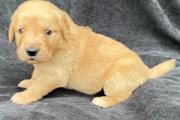 $300 : Purebred Golden Retriever pups thumbnail