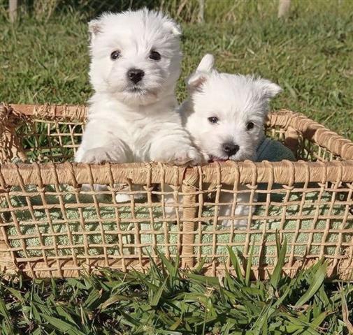 $400 : West Highland White Terrier image 2