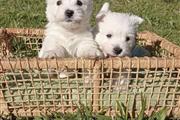 $400 : West Highland White Terrier thumbnail