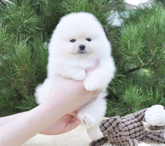 $400 : Pomeranian Puppy Ready image 1