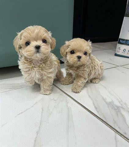 $500 : Adorable Maltipoo Puppies image 1