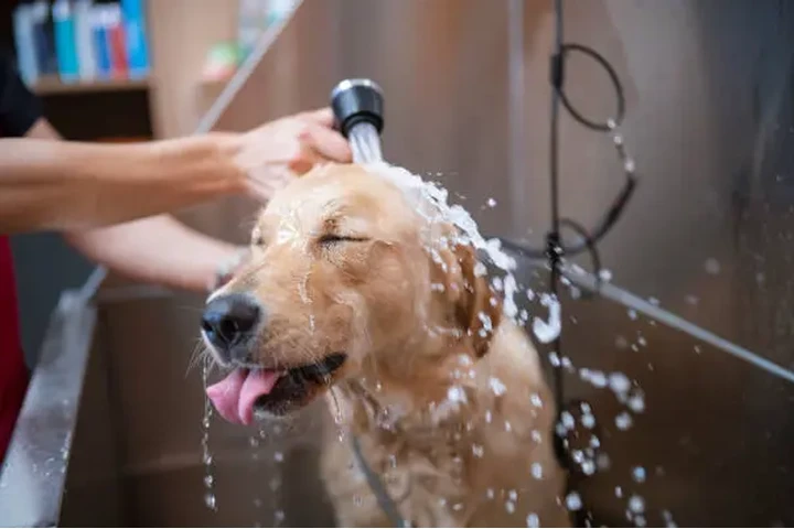 Oportunidad real para Groomer! image 1