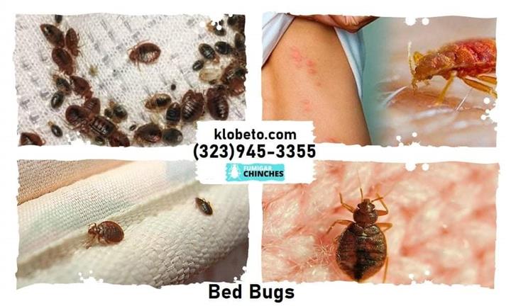 BED BUGS - PEST CONTROL 24/7 image 1