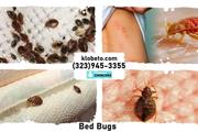 BED BUGS - PEST CONTROL 24/7 thumbnail