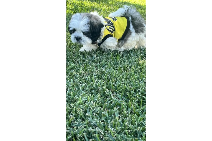 $750 : Shih tzu image 4